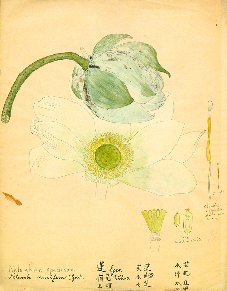 植物科学画原件1.jpg