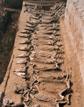 2000年发掘的邯郸齐村国时期的车马坑